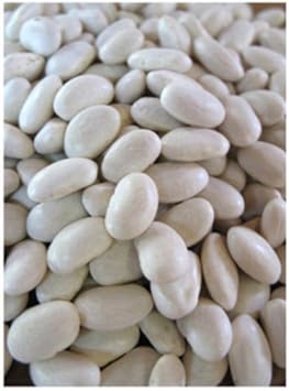 White Bean Phaseolus vulgaris seeds for garden planting